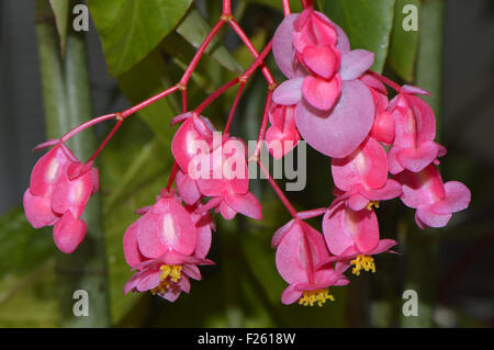 Winkel Flügel lateinischen Namen Begonia Coccinea hart Stockfoto