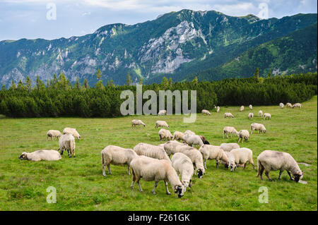 Almen im Nationalpark Retezat, Karpaten, Rumänien. Stockfoto