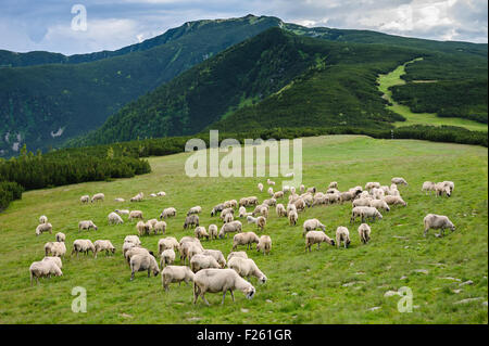 Almen im Nationalpark Retezat, Karpaten, Rumänien. Stockfoto