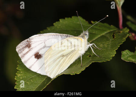 Close-up, Makro-Foto eines großen weißen Schmetterlings ruht auf einem Blatt. Stockfoto