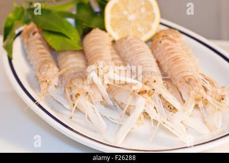 Squilla Mantis, Krustentier auf einem Teller Stockfoto