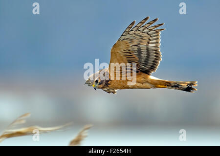 Northern Harrier im Flug Jagd nach Beute Stockfoto