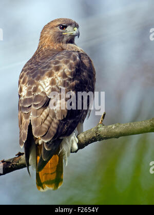 Rot - angebundener Falke auf Ast Stockfoto