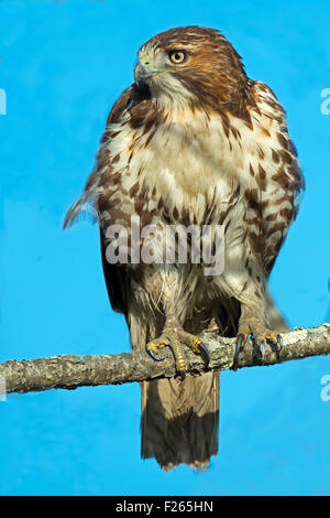 Rot - angebundener Falke im Baum Stockfoto
