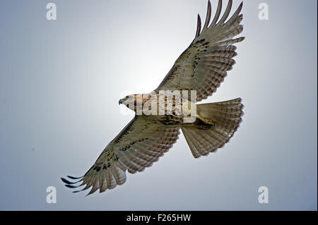 Rot - angebundener Falke im Flug Stockfoto