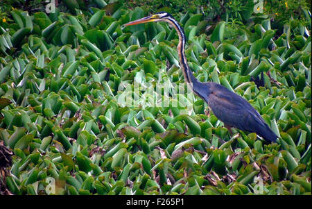 Bintan, Kepri, Indonesien. 12. Sep, 2015. BINTAN, Indonesien - SEPTEMBER 12: Der Purpurreiher (Ardea Purpurea) im 12. September 2015 in Bintan, Indonesien gesehen. Der Purpurreiher (Ardea Purpurea) ist ein waten Vogel in der Heron-Familie Ardeidae, Zucht in Afrika, Mittel-und Südeuropa und Süd- und Ostasien. Die europäischen Populationen sind Zugvögel, Winter im tropischen Afrika verbringen; die nördlicheren asiatischen Populationen migrieren auch weiter südlich in Asien. Es ist eine seltene, aber regelmäßige Wanderer nördlich von seiner Zucht-Palette. © Sijori Bilder/ZUMA Draht/Alamy Live-Nachrichten Stockfoto