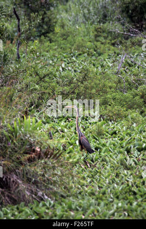 Bintan, Kepri, Indonesien. 12. Sep, 2015. BINTAN, Indonesien - SEPTEMBER 12: Der Purpurreiher (Ardea Purpurea) im 12. September 2015 in Bintan, Indonesien gesehen. Der Purpurreiher (Ardea Purpurea) ist ein waten Vogel in der Heron-Familie Ardeidae, Zucht in Afrika, Mittel-und Südeuropa und Süd- und Ostasien. Die europäischen Populationen sind Zugvögel, Winter im tropischen Afrika verbringen; die nördlicheren asiatischen Populationen migrieren auch weiter südlich in Asien. Es ist eine seltene, aber regelmäßige Wanderer nördlich von seiner Zucht-Palette. © Sijori Bilder/ZUMA Draht/Alamy Live-Nachrichten Stockfoto