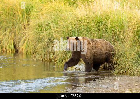 Grizzly Bear Eingabe Creek Stockfoto