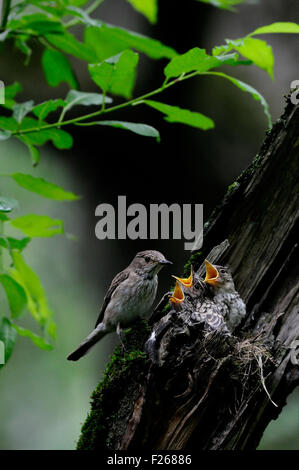 Grauschnäpper nahe dem Nest mit Küken Stockfoto