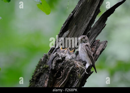 Grauschnäpper nahe dem Nest mit Küken Stockfoto