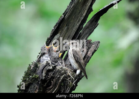 Grauschnäpper nahe dem Nest mit Küken Stockfoto