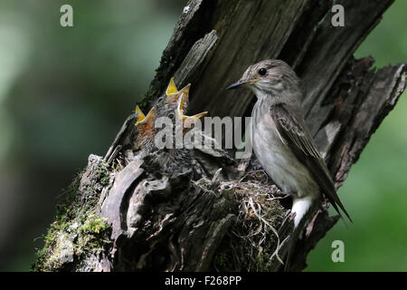 Grauschnäpper nahe dem Nest mit Küken Stockfoto