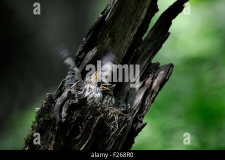 Grauschnäpper nahe dem Nest mit Küken Stockfoto