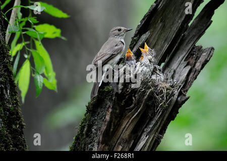 Grauschnäpper nahe dem Nest mit Küken Stockfoto