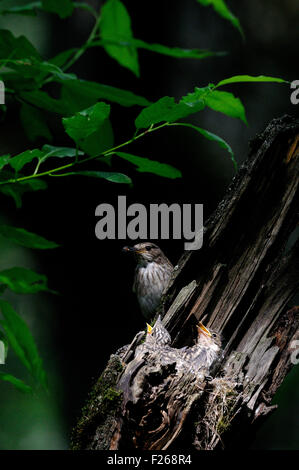 Grauschnäpper nahe dem Nest mit Küken Stockfoto