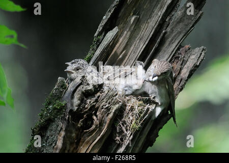 Grauschnäpper nahe dem Nest mit Küken Stockfoto