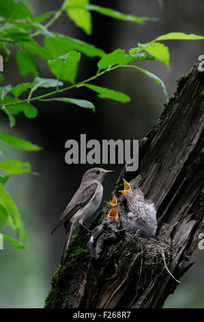 Grauschnäpper nahe dem Nest mit Küken Stockfoto