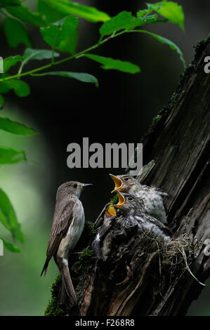 Grauschnäpper nahe dem Nest mit Küken Stockfoto