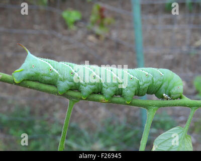 Tabak-Hornworm auf Tomatenpflanze Stockfoto