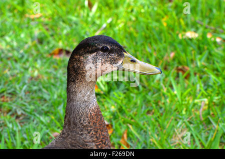 Weibliche Stockente Ente lateinische Name Anas platyrhynchos Stockfoto