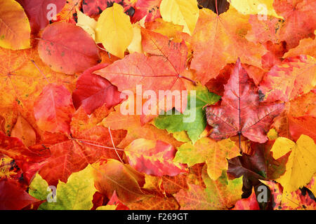 Blätter fallen im Herbst Hintergrund scharf und sauber