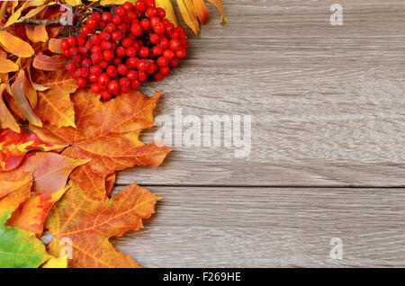 Über hölzerne Hintergrund mit textfreiraum Blätter im Herbst. Beeren im Fokus Stockfoto