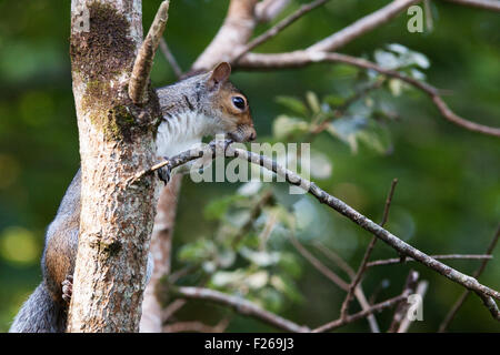 Graue Eichhörnchen im Baum Stockfoto