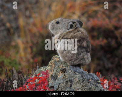 Collared Pika (Ochotona Collaris) ist eine kleine Lagomorph, die in Geröllfelder im Denali Nationalpark in Alaska lebt. Stockfoto