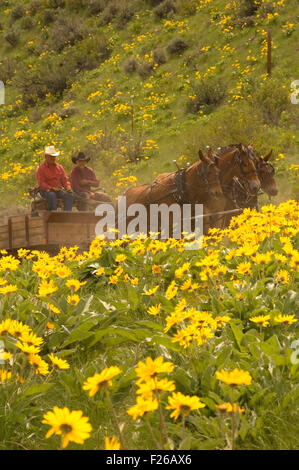 Fahrt zum Rendezvous Wagen mit Balsamwurzel (Balsamorhiza Deltoidea), Methow Wildlife Area, Washington Stockfoto