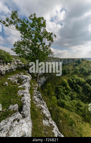 Malham Cove Baum Stockfoto