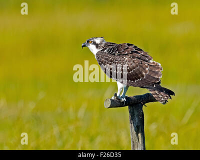 Juvenile Osprey ruht auf Post Stockfoto