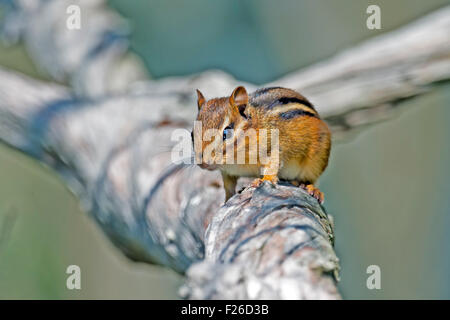 Streifenhörnchen auf einem Ast Stockfoto