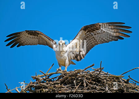 Fischadler, die Landung in Nest mit Stöcken Stockfoto