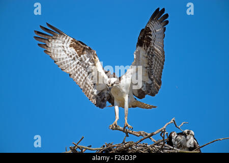 Fischadler, die Landung in Nest mit Stöcken Stockfoto