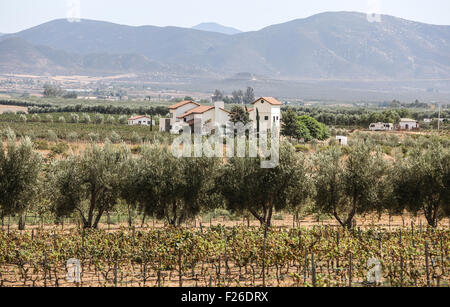 Ansichten des Valle De Guadalupe in Mexiko über die Ruta del Vino. Stockfoto