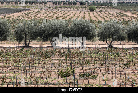 Ansichten des Valle De Guadalupe in Mexiko über die Ruta del Vino. Stockfoto