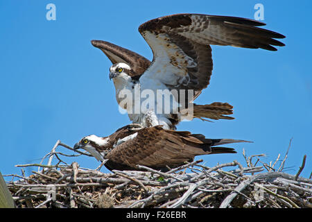 Osprey-Paarung im nest Stockfoto