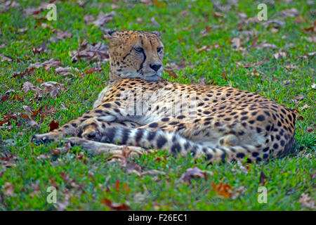 Gepard im Gras Stockfoto