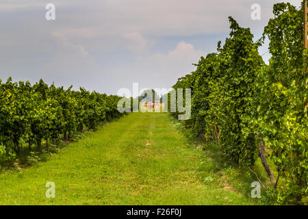 kleiner roter Traktor zwischen den Reben in der Landschaft der Romagna in Italien Stockfoto