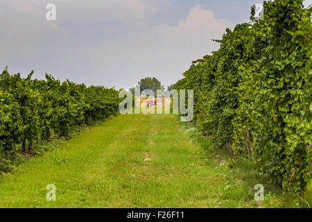 kleiner roter Traktor zwischen den Reben in der Landschaft der Romagna in Italien Stockfoto