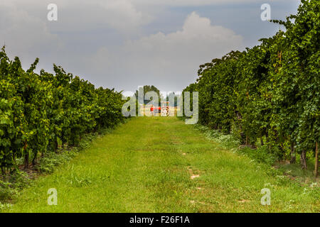 kleiner roter Traktor zwischen den Reben in der Landschaft der Romagna in Italien Stockfoto