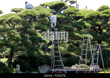 Professionelle Gärtner einen Baum beschneiden Stockfoto