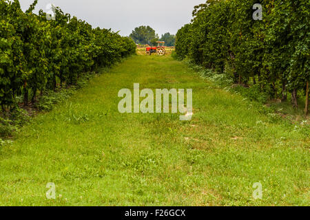 kleiner roter Traktor zwischen den Reben in der Landschaft der Romagna in Italien Stockfoto