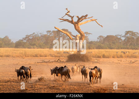 Gnus (Connochaetes Taurinus) zu Fuß auf staubigen Ebenen, Amboseli Nationalpark, Kenia Stockfoto