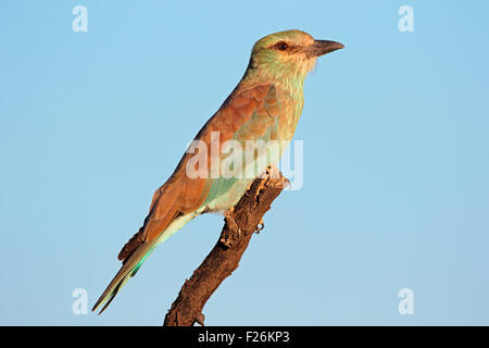 Blauracke (Coracias Garrulus) thront auf einem Ast vor einem blauen Himmel, Südafrika Stockfoto