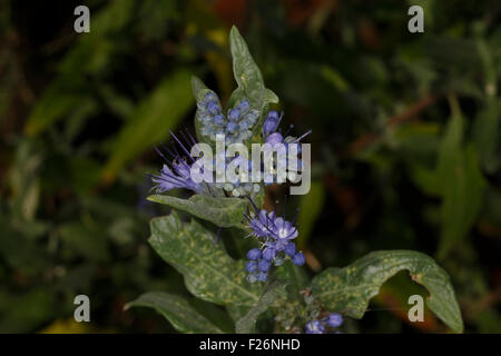 Caryopteris x Clandonensis 'Heavenly Blue' Stockfoto