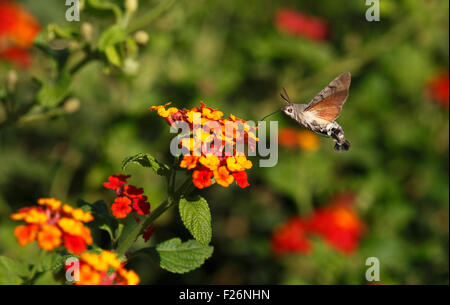 Kolibri Hawk Moth Macroglossum Stellatarum schwebt Fütterung auf Blumen von Lantana Camara. Stockfoto