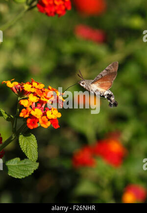 Kolibri Hawk Moth Macroglossum Stellatarum schwebt Fütterung auf Blumen von Lantana Camara. Stockfoto