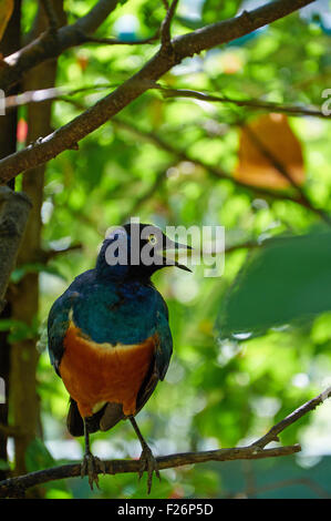 Superb Starling auf dem Baum sitzen und singen Stockfoto