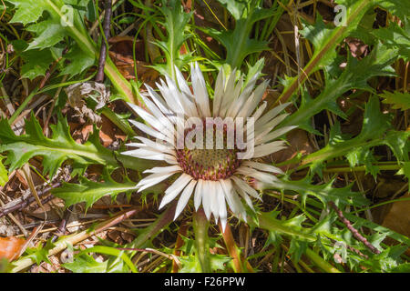 Carlina acaulis L. Carlina bianca. Cardo di S. Pellegrino, Camaleone bianco. Bergblumen, die Dolden. Italienische Alpen. Europa. Stockfoto